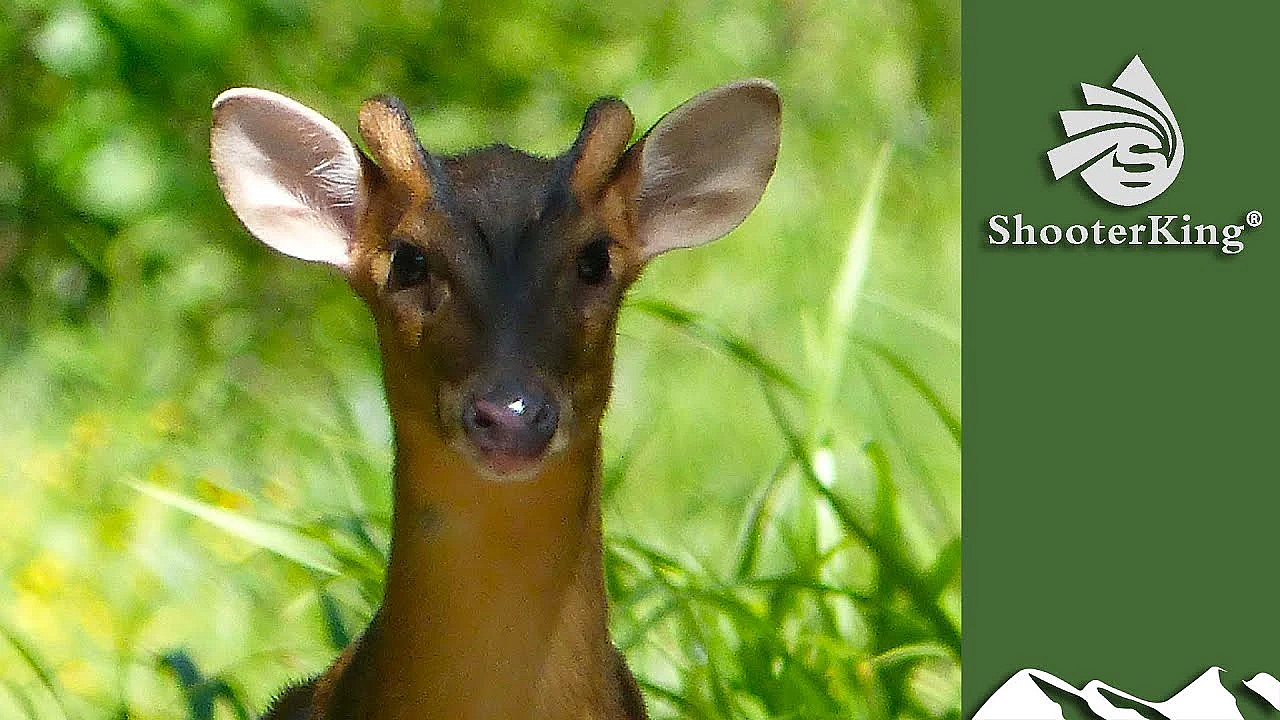 Muntjac Hunting Secret Weapon