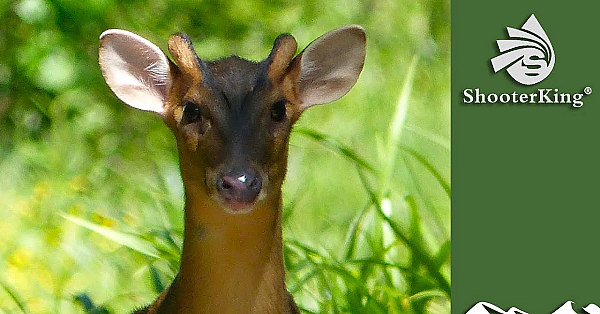 Muntjac Hunting Secret Weapon