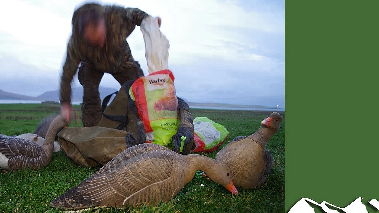 Superb Goose Shooting In Orkney