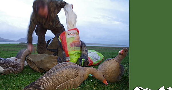Superb Goose Shooting In Orkney