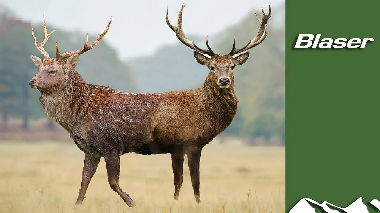 Sika And Red Deer - Aliens &amp; Natives Part 3