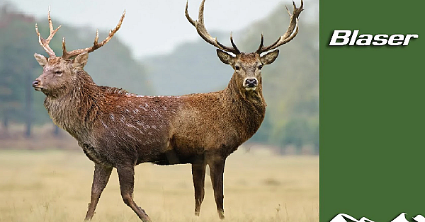 Sika And Red Deer - Aliens &amp; Natives Part 3