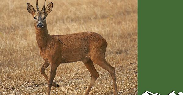 Bring Roe Deer In Close With A Simple Squeak