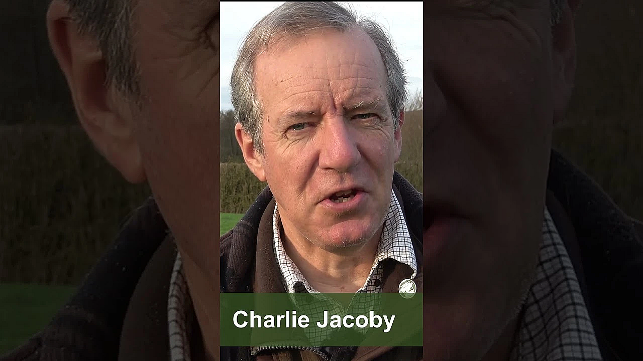 Fallow In The Fog  #fieldsportsbritain