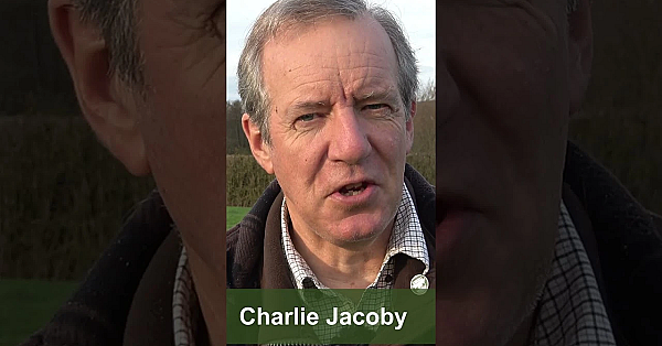 Fallow In The Fog  #fieldsportsbritain