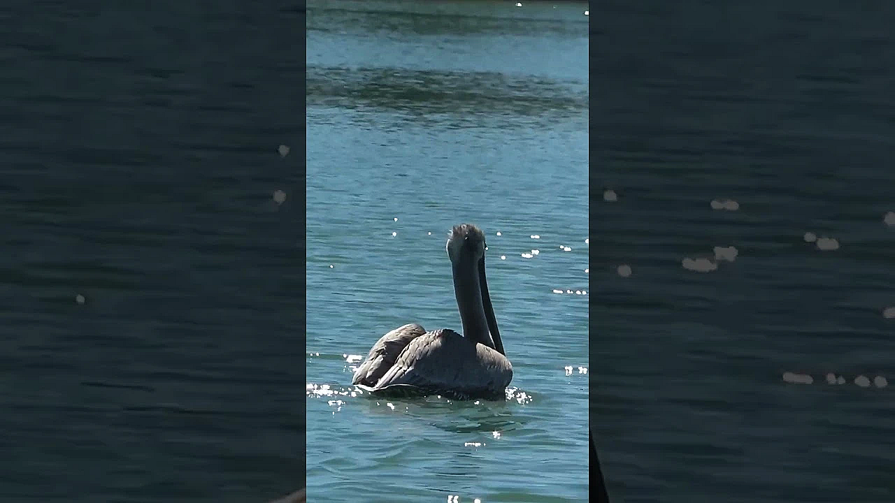 #fishing For Snook With Live Bait Off Marco Island