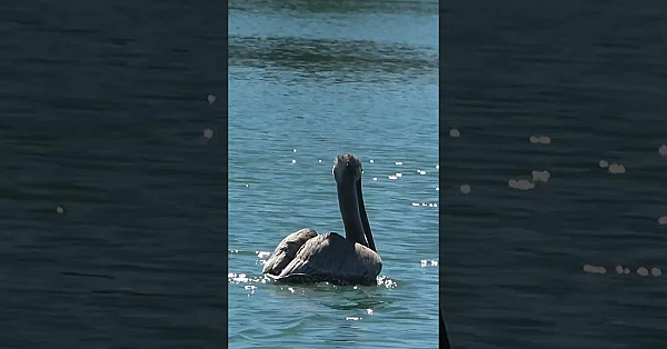 #fishing For Snook With Live Bait Off Marco Island