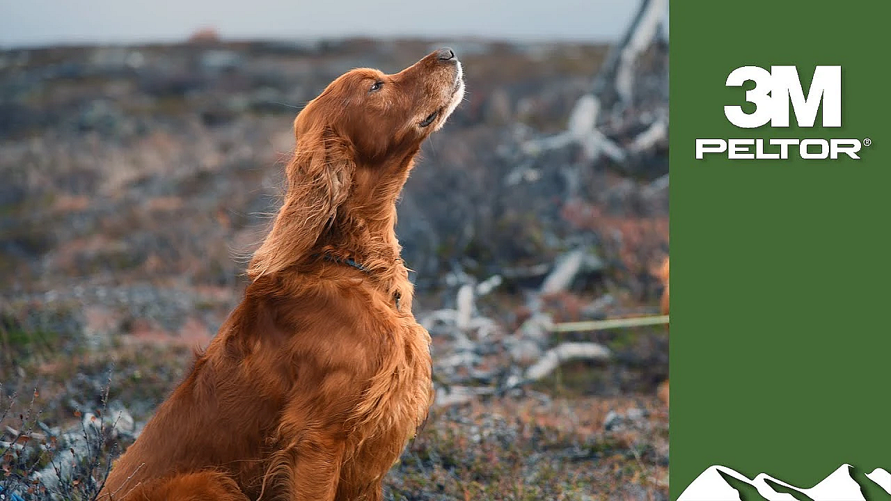 Dogs Hunting The Arctic Tundra