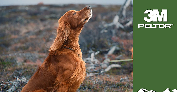 Dogs Hunting The Arctic Tundra