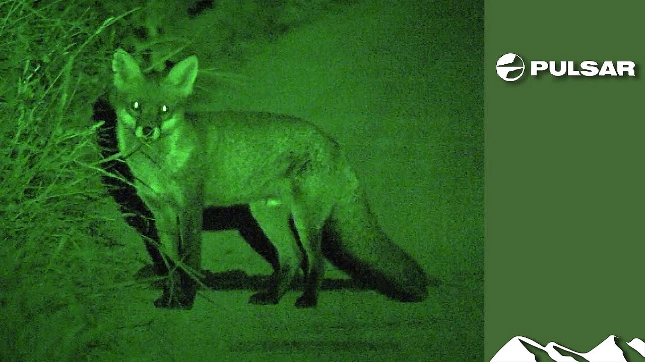 Roy's Fox Lamping Result