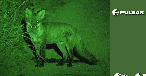 Roy's Fox Lamping Result