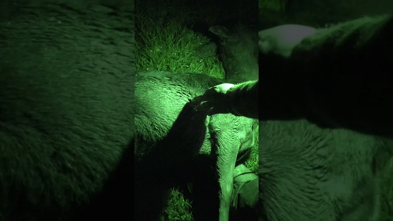 Can You Really Get The Clarity You Need With #thermal To Take A Shot When The Light Is Fading?