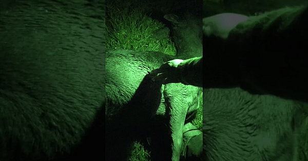 Can You Really Get The Clarity You Need With #thermal To Take A Shot When The Light Is Fading?