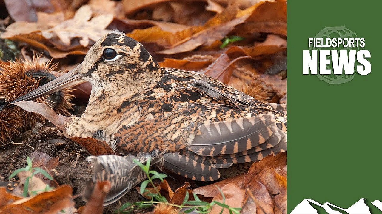 Woodcock Shooting: How Wild Justice Is Trying To Ban It