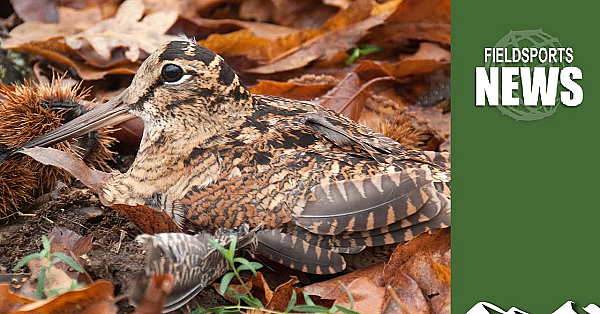 Woodcock Shooting: How Wild Justice Is Trying To Ban It