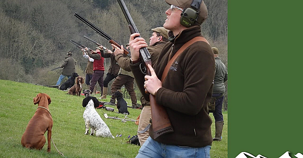 How To Teach Gundogs On A Summer Simulated Game Day