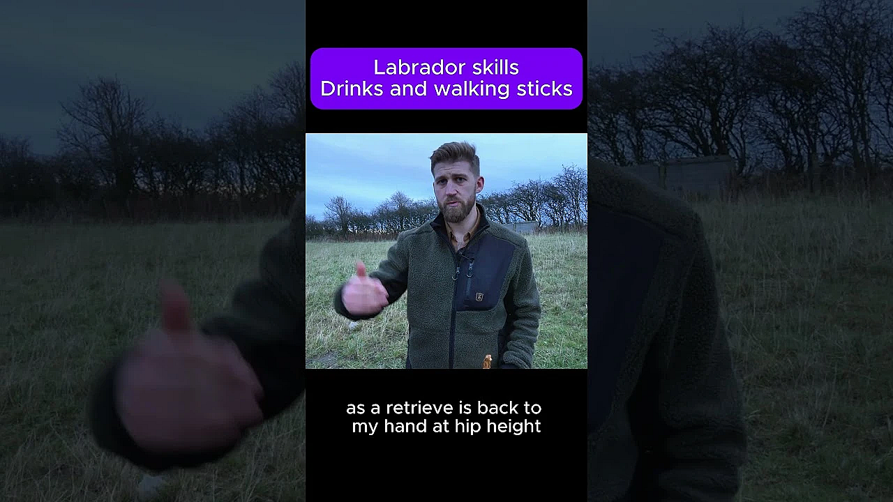 How To Use Labrador Instincts  #fieldsportsbritain