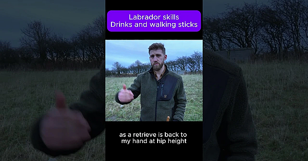 How To Use Labrador Instincts  #fieldsportsbritain