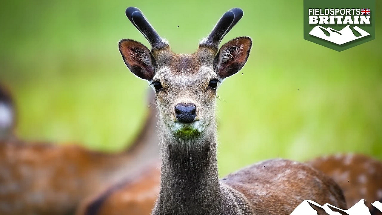 A Year In The Life Of Sika, Part 1