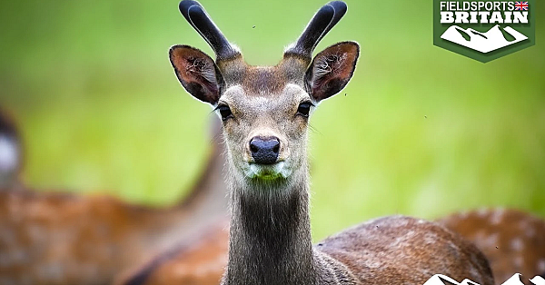 A Year In The Life Of Sika, Part 1