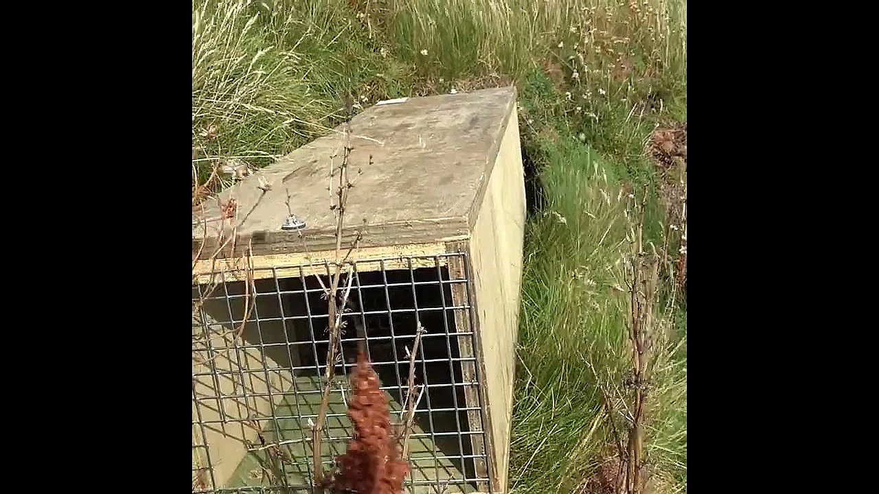 Orkney stoat cull costs nearly £900 per animal