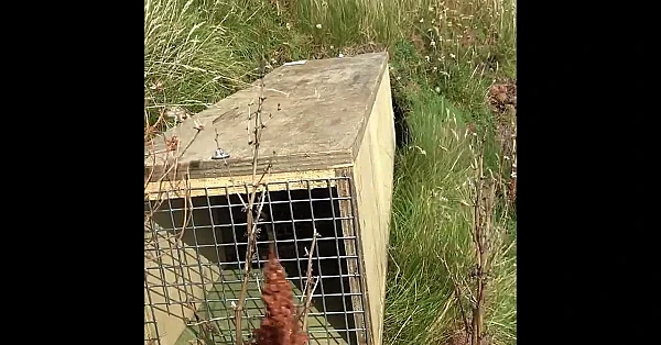 Orkney stoat cull costs nearly £900 per animal