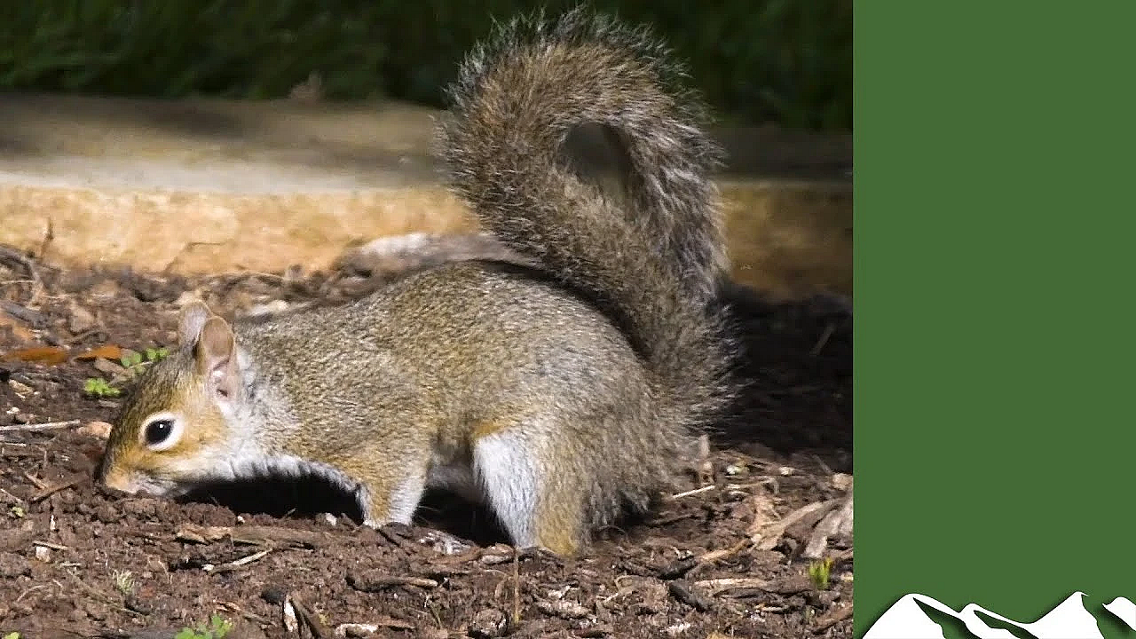 Ollie Williams' Grey Squirrel Shoot