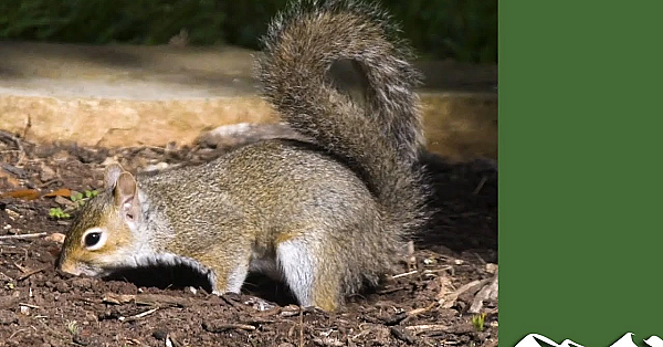 Ollie Williams' Grey Squirrel Shoot