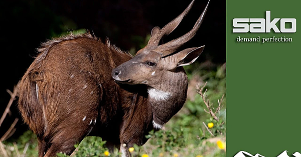 Bushbuck Hunt In The Eastern Cape