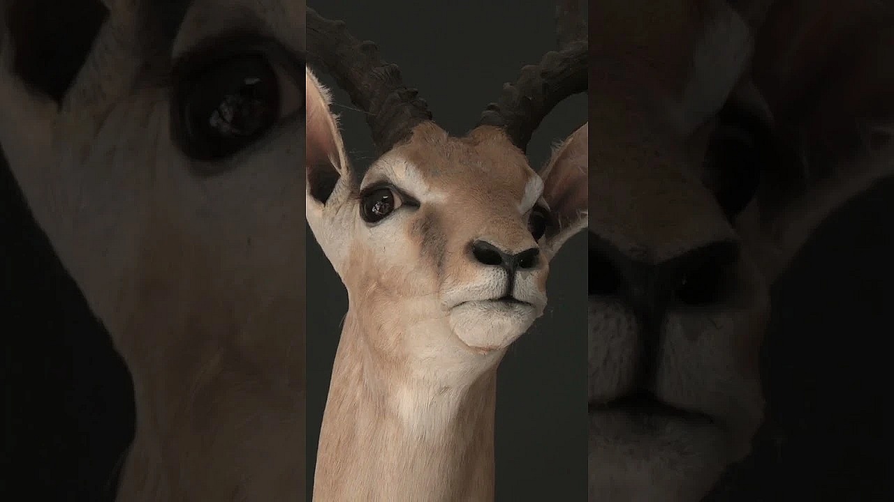 Assault Victim Fights Gun Grab And Wins  #fieldsportsbritain