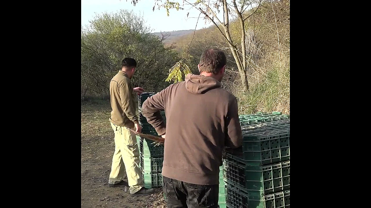 #pheasant Shooting The Continental Way