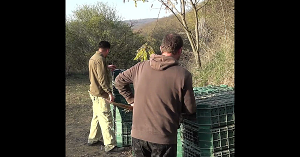 #pheasant Shooting The Continental Way