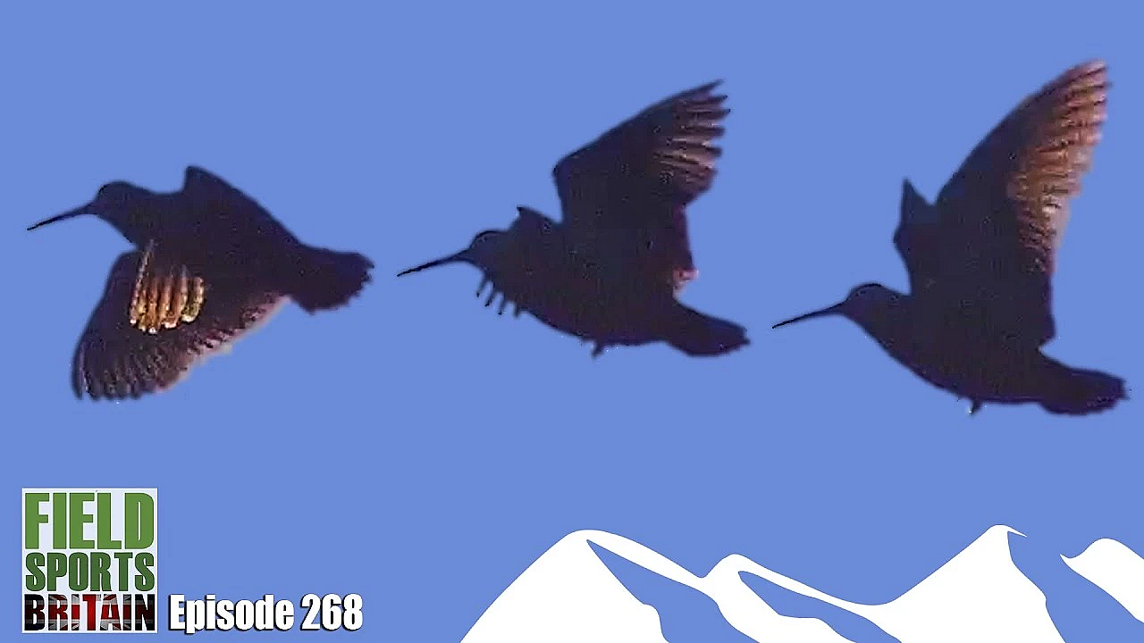 Schotse Houtsnip en Duitse drijfjacht