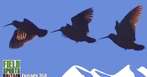 Schotse Houtsnip en Duitse drijfjacht