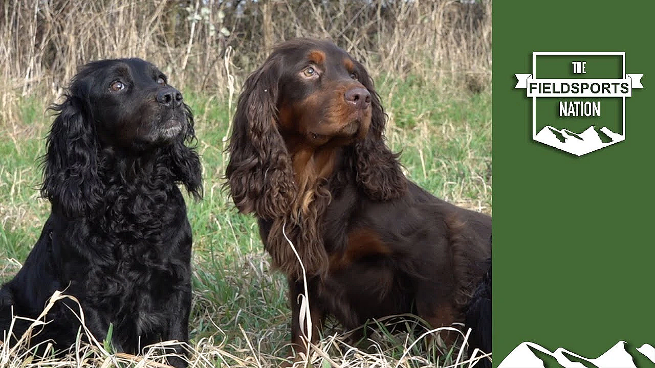 Want Perfect Puppies? Here's How To Get Dogs To Mate