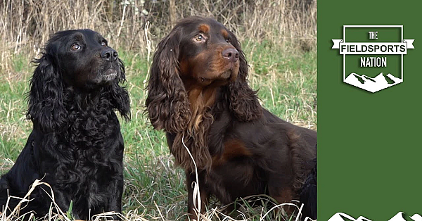 Want Perfect Puppies? Here's How To Get Dogs To Mate