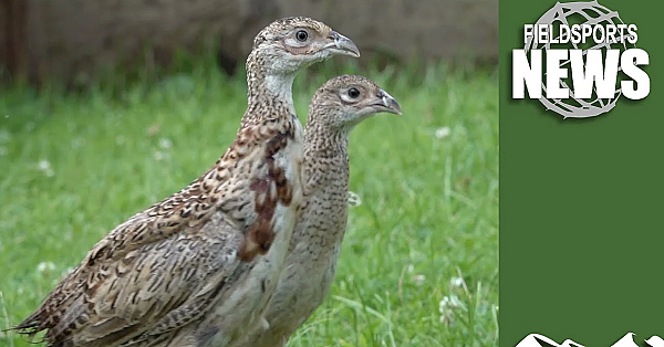 Defra Staff 'personal Opinions' Led To Gamebird Restrictions In England