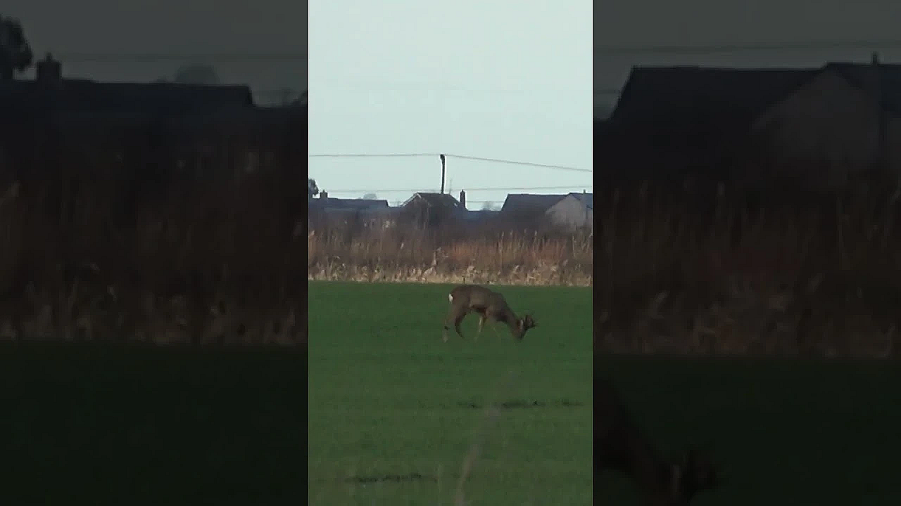 A Morning's Stalking Reveals The Abundance Of Deer On The Cambridgeshire Fens #browning
