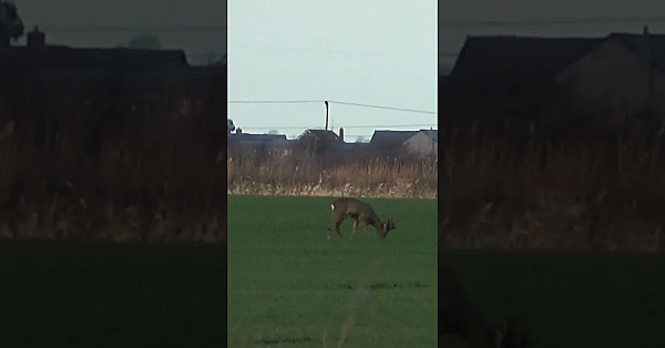 A Morning's Stalking Reveals The Abundance Of Deer On The Cambridgeshire Fens #browning