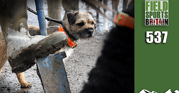 Fieldsports Britain - Ratting Riot