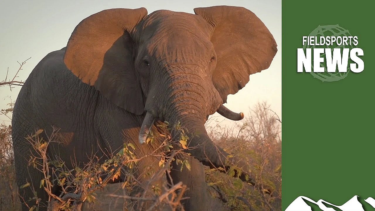 There Are Too Many Elephants