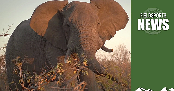 There Are Too Many Elephants