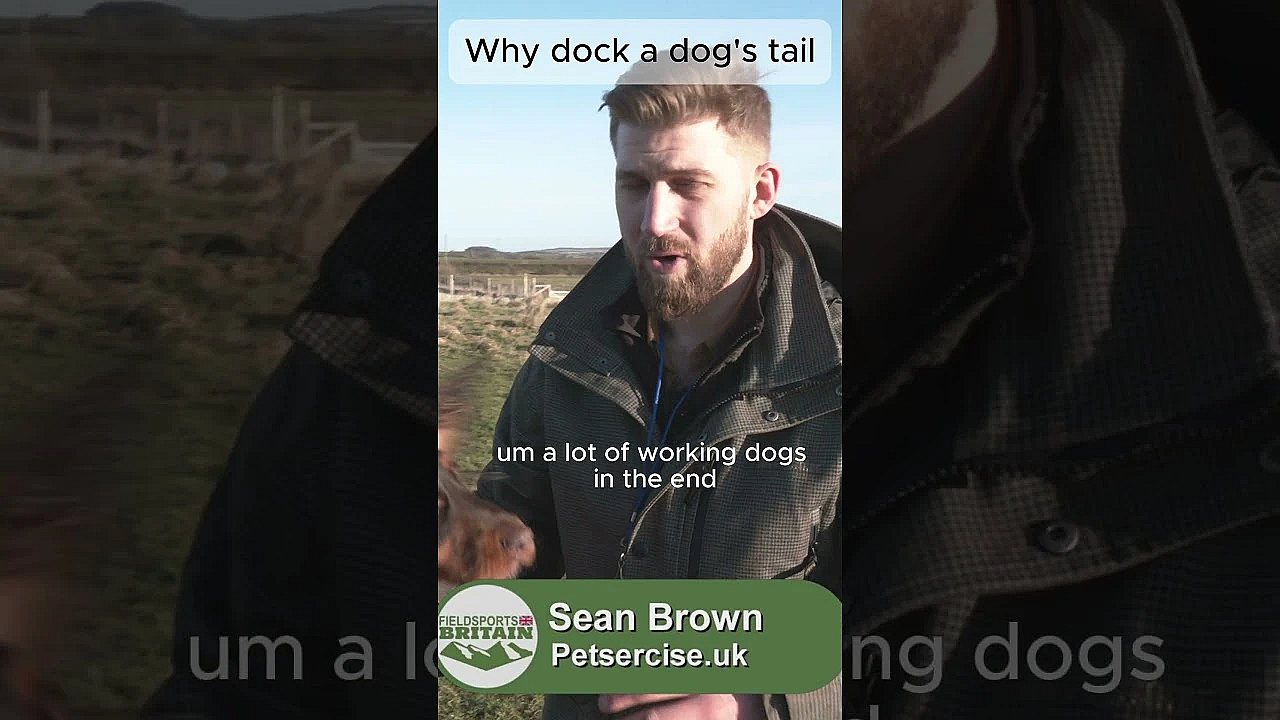 What Are Your Thoughts On Tail Docking? #gundogs #gundogtraining