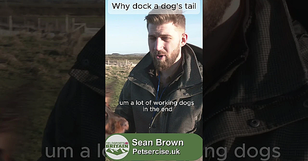 What Are Your Thoughts On Tail Docking? #gundogs #gundogtraining