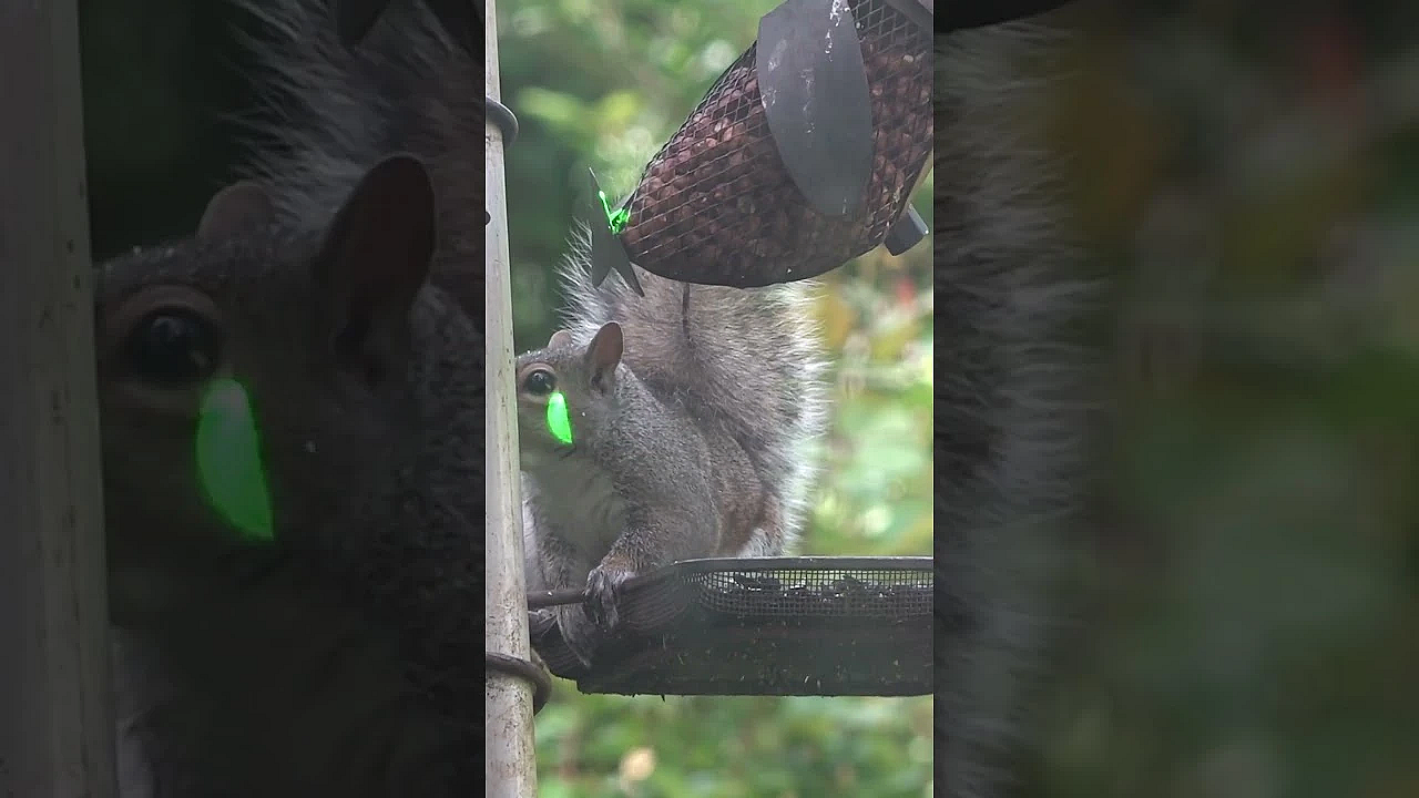 Bird Table Of Doom: Air Pistols. Watch In Full On #fieldsportsbritain