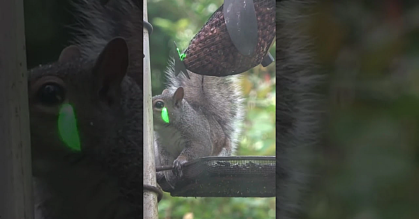 Bird Table Of Doom: Air Pistols. Watch In Full On #fieldsportsbritain