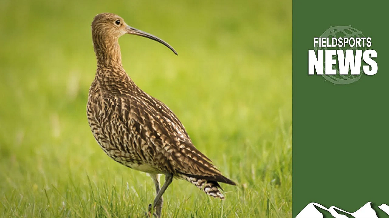 Waders For Real: Saving Wading Birds