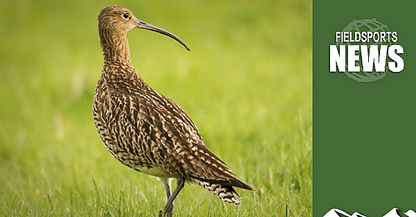 Waders For Real: Saving Wading Birds