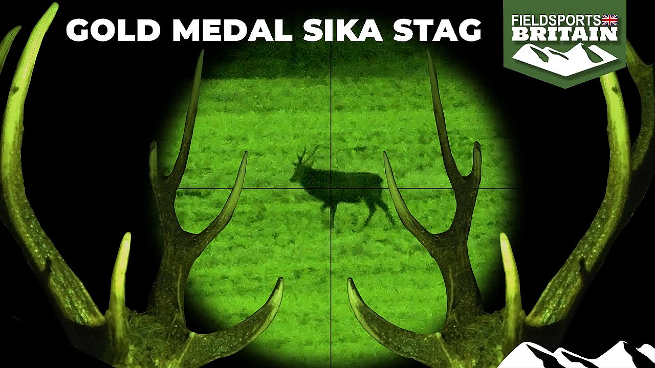 Gold Medal Sika Stag