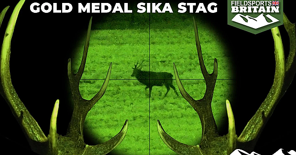 Gold Medal Sika Stag